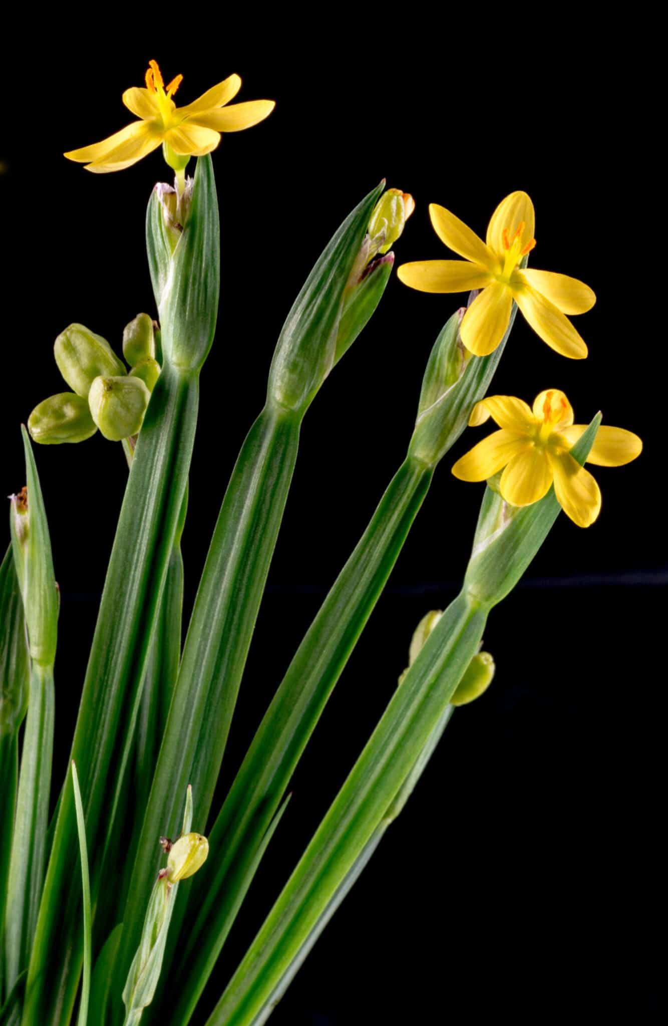 Whispers Of Sunshine: Unveiling The Delicate Charm Of Pale Yellow Eyed Grass