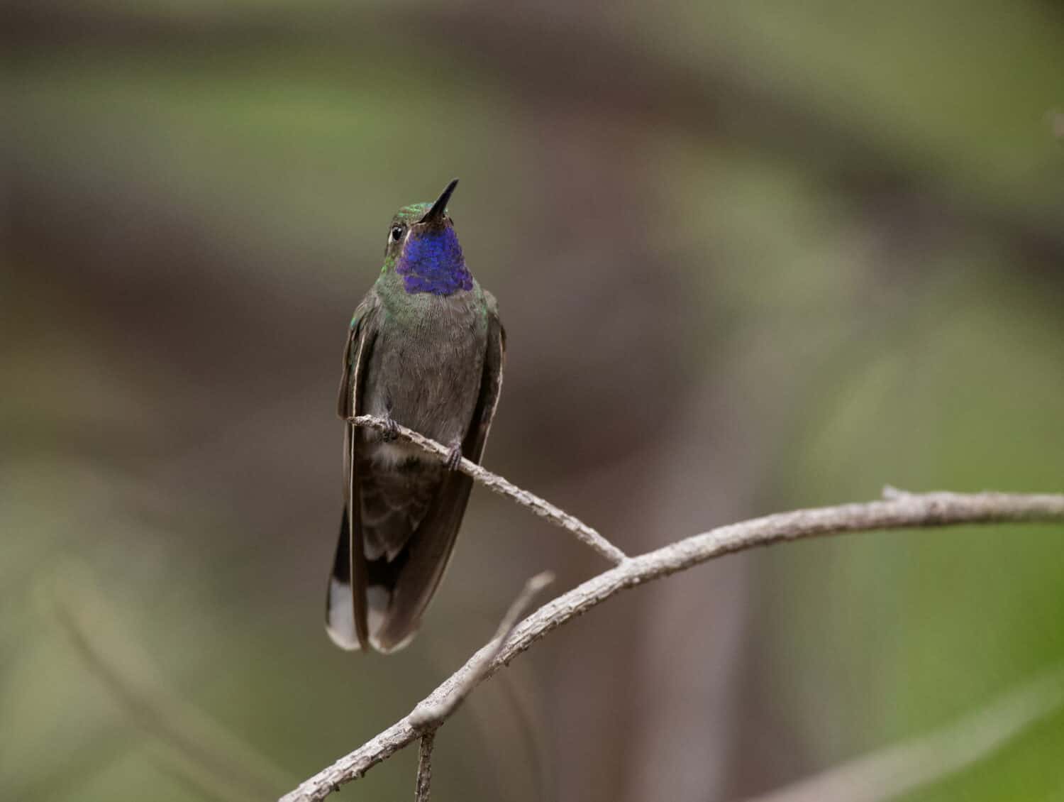 Blue throated mountain gem hummingbird in Arizona, USA