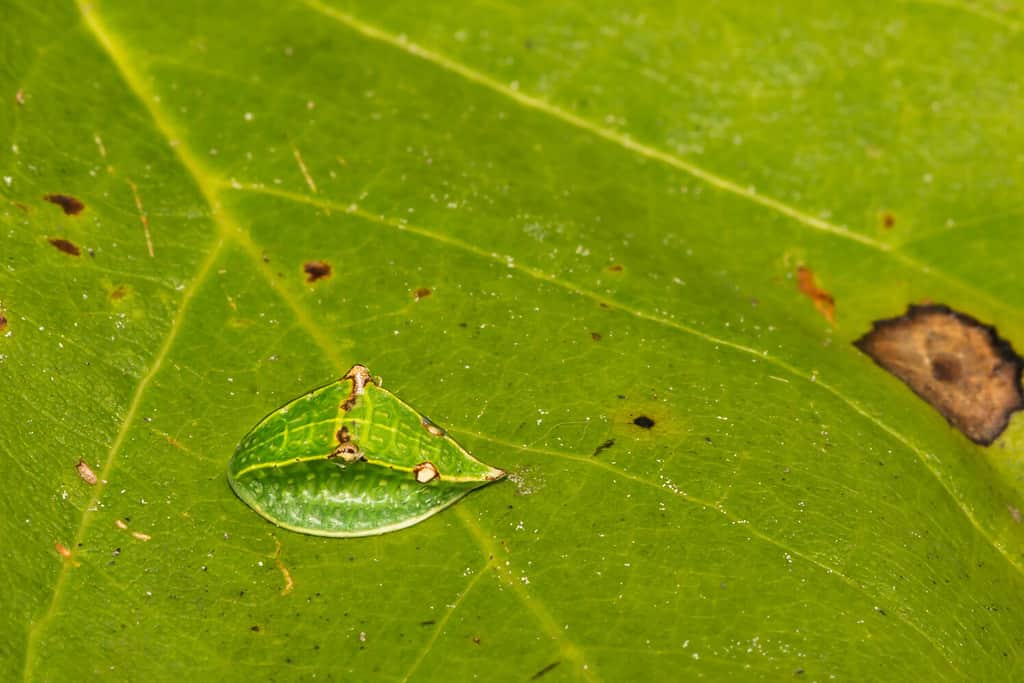 Skiff Moth Caterpillar (Prolimacodes badia)