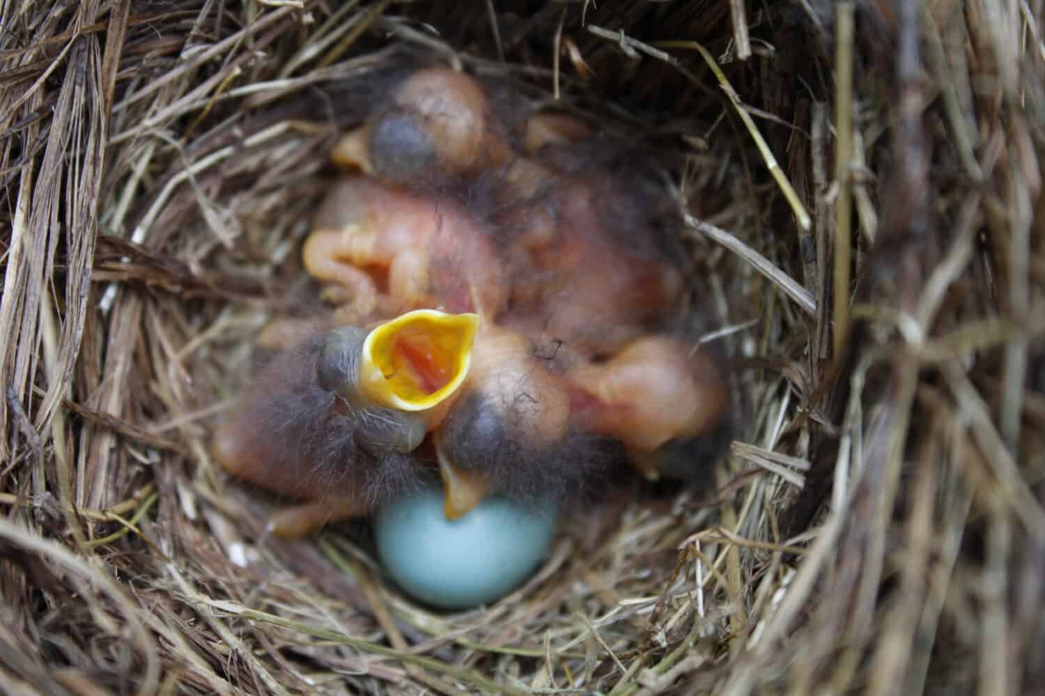 Hungry bluebird in the middle of its sleepy brothers and sisters.