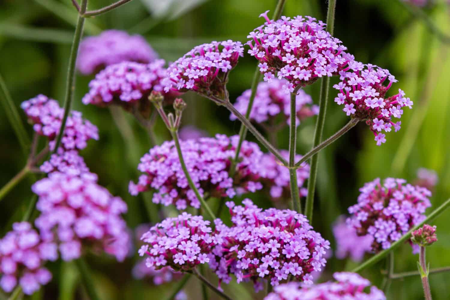  Verbena bonariensis flowers (Argentinian Vervain or Purpletop Vervain, Clustertop Vervain, Tall Verbena, Pretty Verbena) in garden