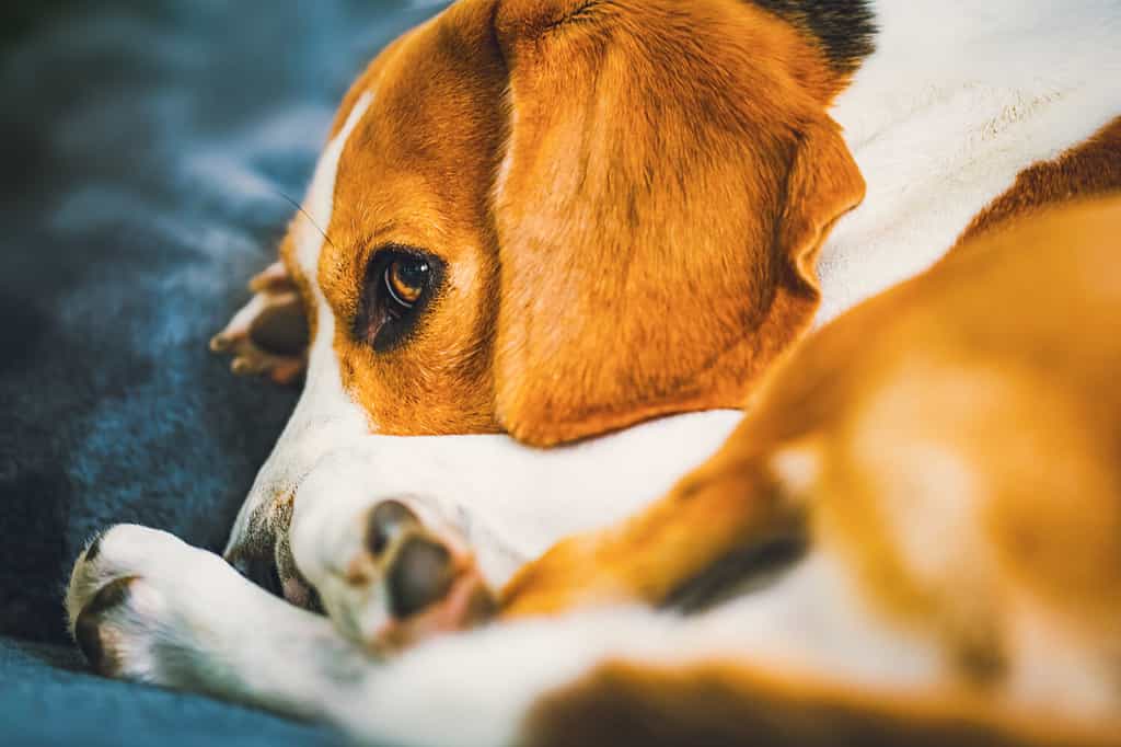 Dog lying on the sofa. Funny beagle pose. Canine background