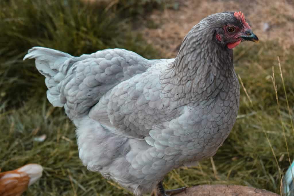 Young Jersey Giant Hen on grass