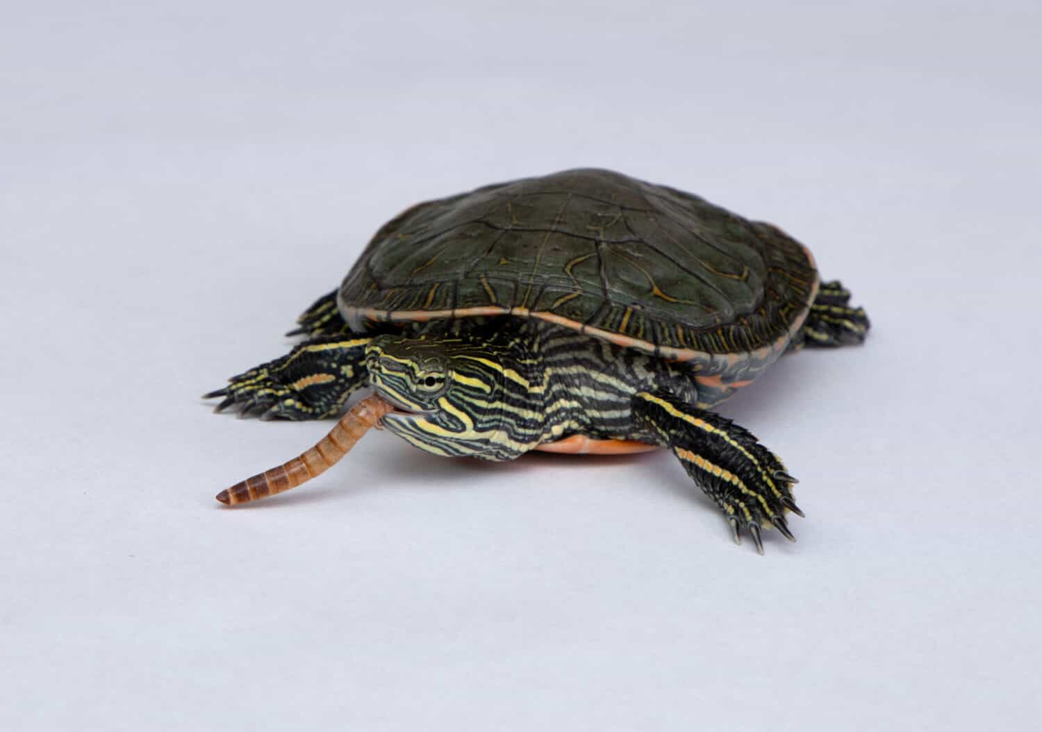 Western Painted Turtle eating a mealworm on a white background with detail on the face and mouth