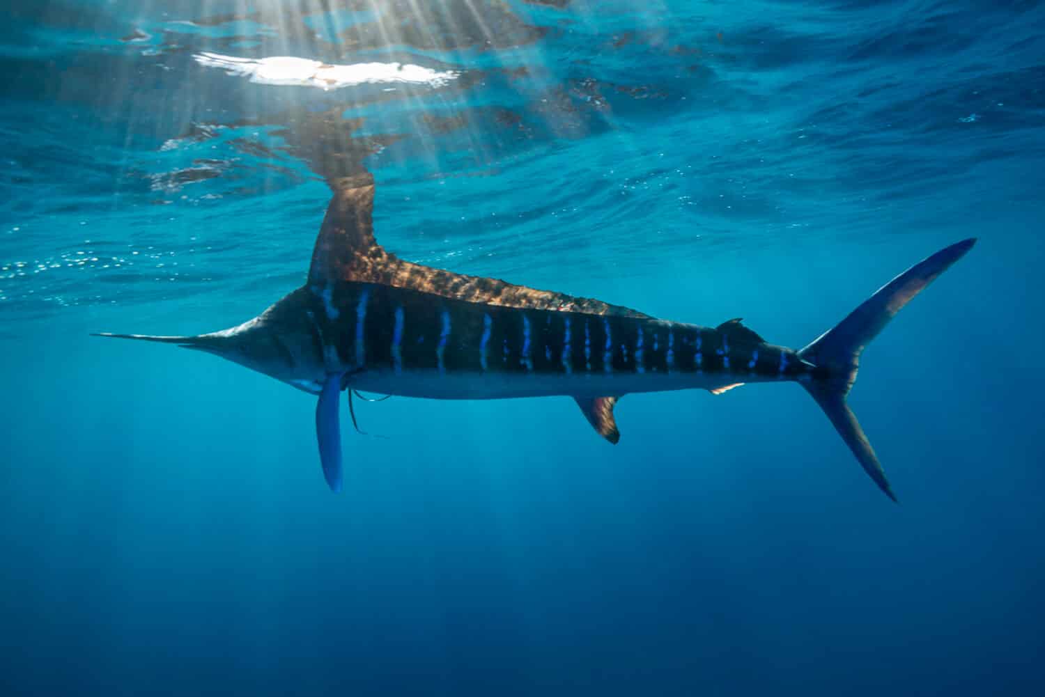 Striped Marlin, Kajikia audax, feeding on a sardine bait ball, Magdalena Bay area, Baja California, Mexico.