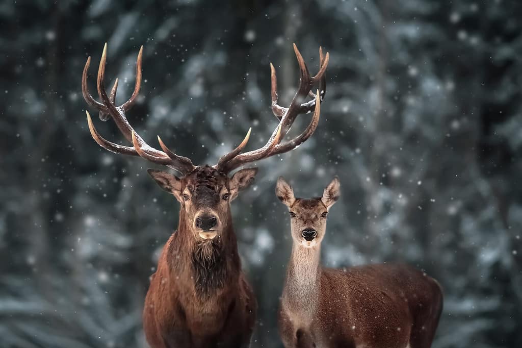 Noble deer male and female in winter snow forest.