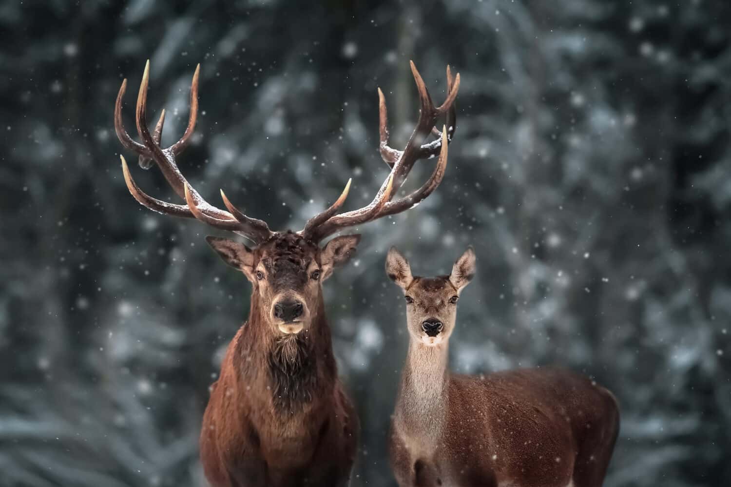 Noble deer male and female in winter snow forest. 