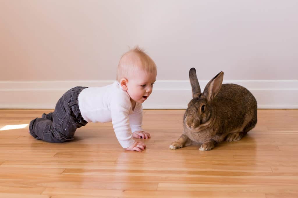 Horizontal photo of adorable baby boy in casual clothes crawling towards cute brown Flemish Giant rabbit with wary expression