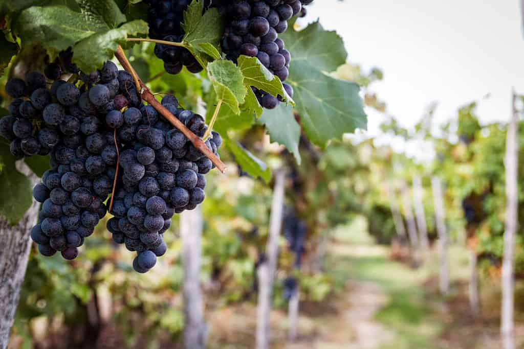 Grapes of the Novara hills ready for harvest, Novara, Piedmont, Italy