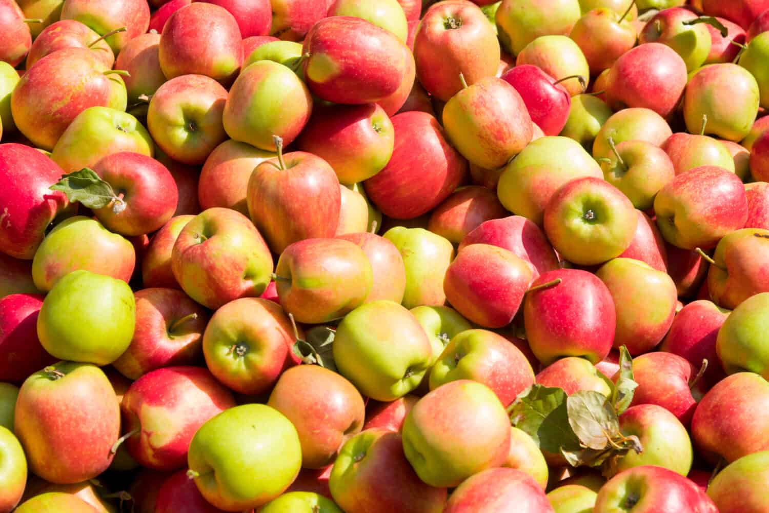 25 Different Types of Apples — Apple Varieties and Their Tastes