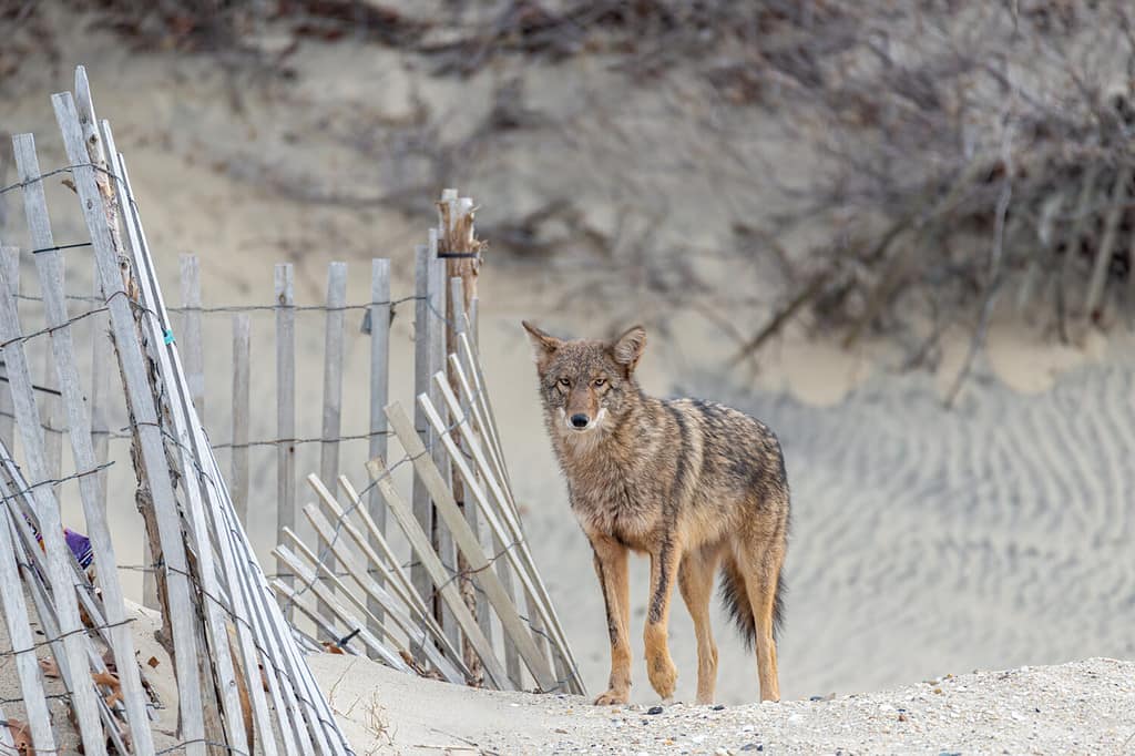 An Eastern Coyote on the beach.