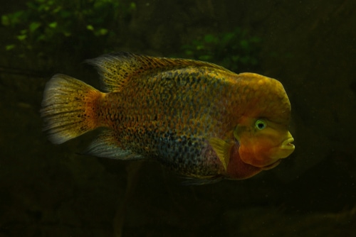 Vieja melanura (Redhead cichlid,  quetzal cichlid, firehead cichlid). 