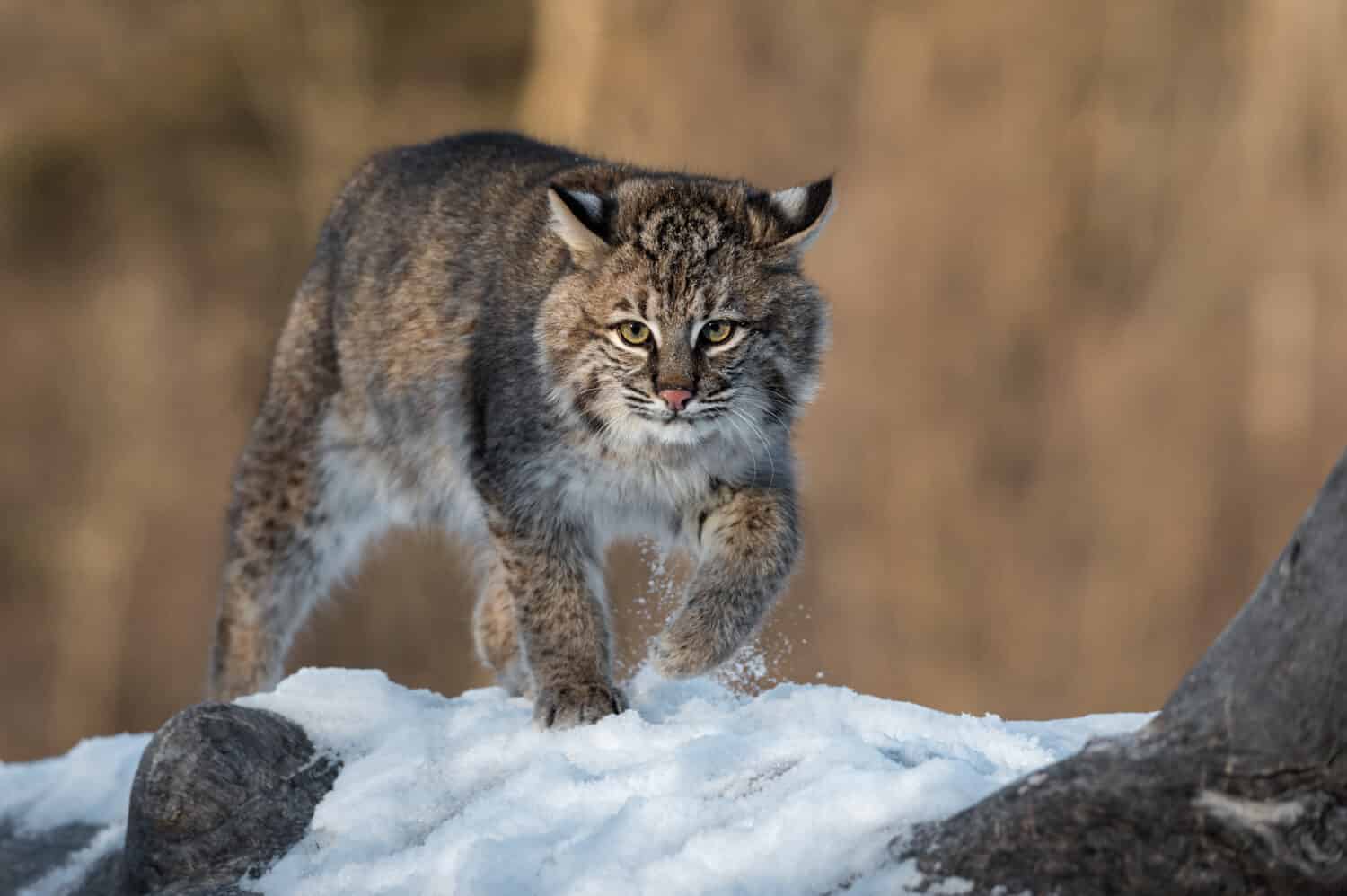 Bobcat (Lynx rufus) Kicks Up Snow on Log Winter - captive animal