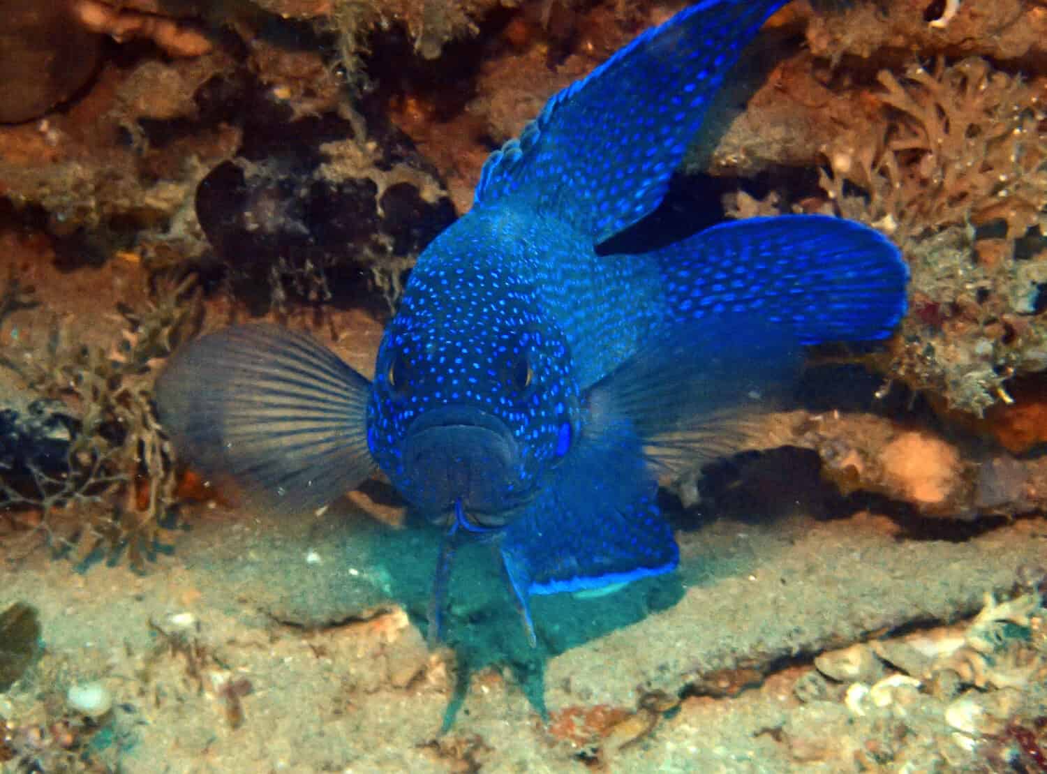 Southern blue devil fish on cold water reef