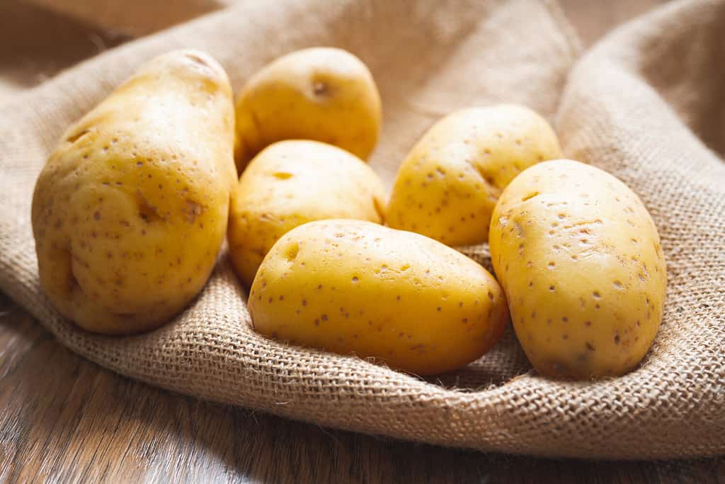 Potatoes. Fresh, organic Yukon Gold potato close up on a wooden kitchen table in morning light