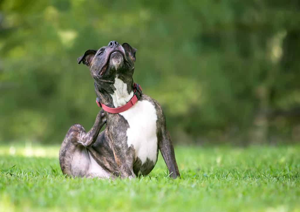 A brindle and white Pit Bull Terrier mixed breed dog sitting outdoors and scratching at its collar