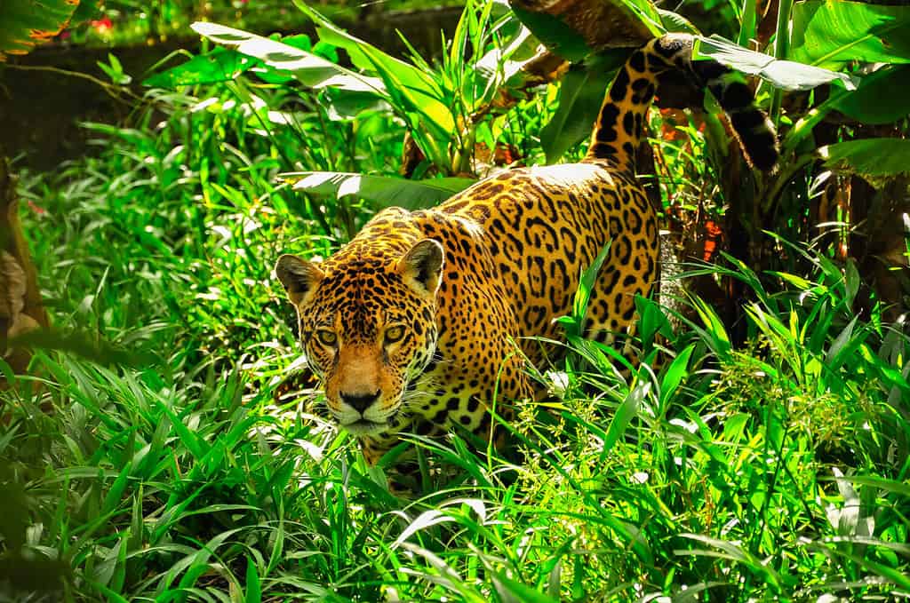 An adult jaguar stalking in the grass