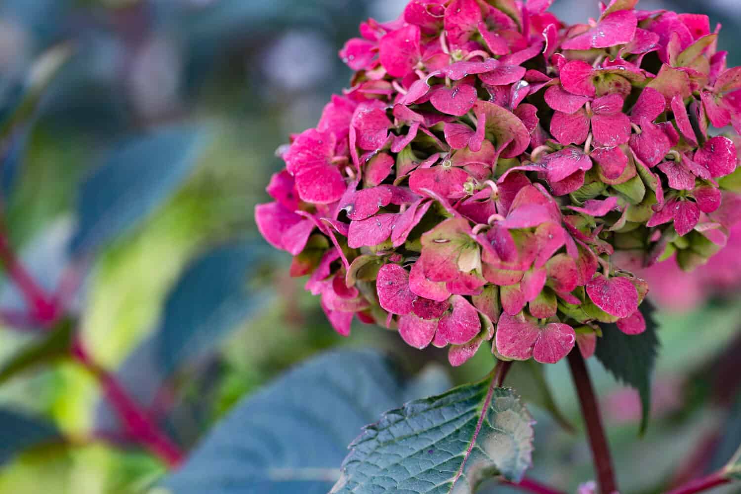 A pinkish red Bloomstruck hydrangea, endless summer against a bokeh