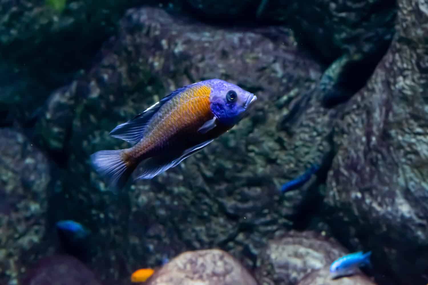 Red Fin Kadango also known as Copadichromis borleyi swimming underwater