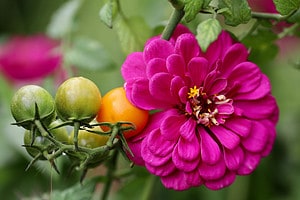 9 Natural Pesticides Safe for Your Garden Picture