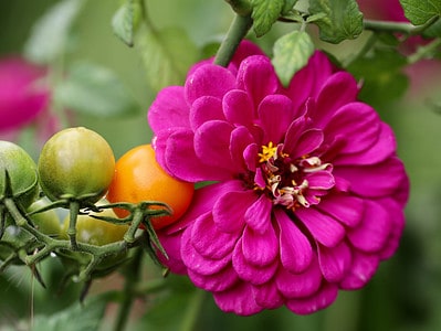 A 9 Natural Pesticides Safe for Your Garden