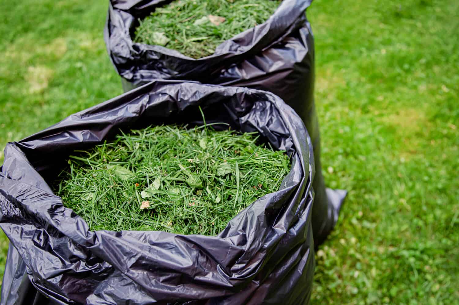 Mowing a household garden lawn with black bag of grass clippings. Grass cuttings in a black plastic bag on a newly trimmed lawn