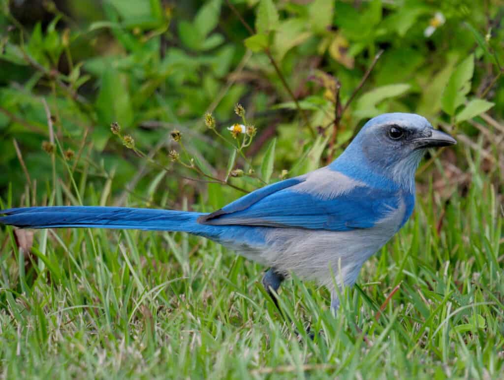Florida Scrub-Jay foraging in the grass. Canaveral National Seashore Titusville, FL 11/11/2019