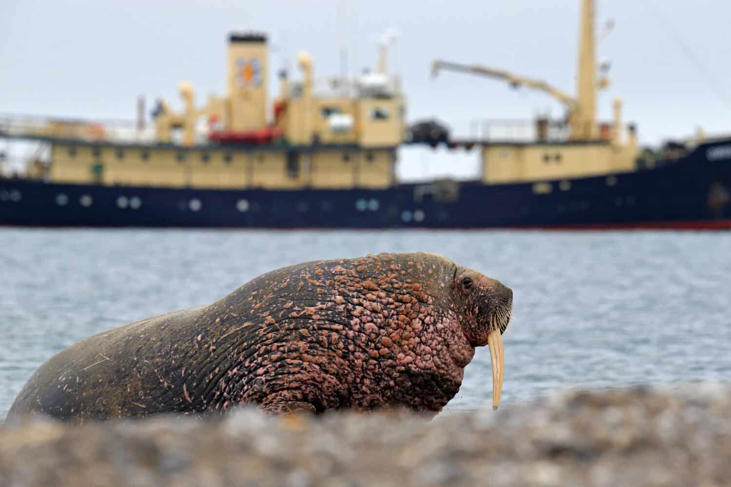 Walrus on the sand beach and boat. Detail portrait of Walrus with big white tusk, Odobenus rosmarus, big animal in nature habitat on Svalbard, Norway. Vessel and big animal on the beach.
