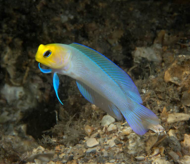 Yellowhead Jawfish swimming in the ocean