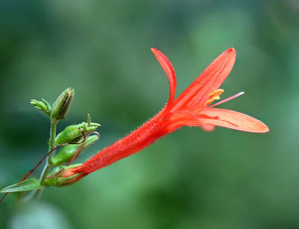 Desert Honeysuckle, also called Mexican Flame native to Texas and northeast Mexico.