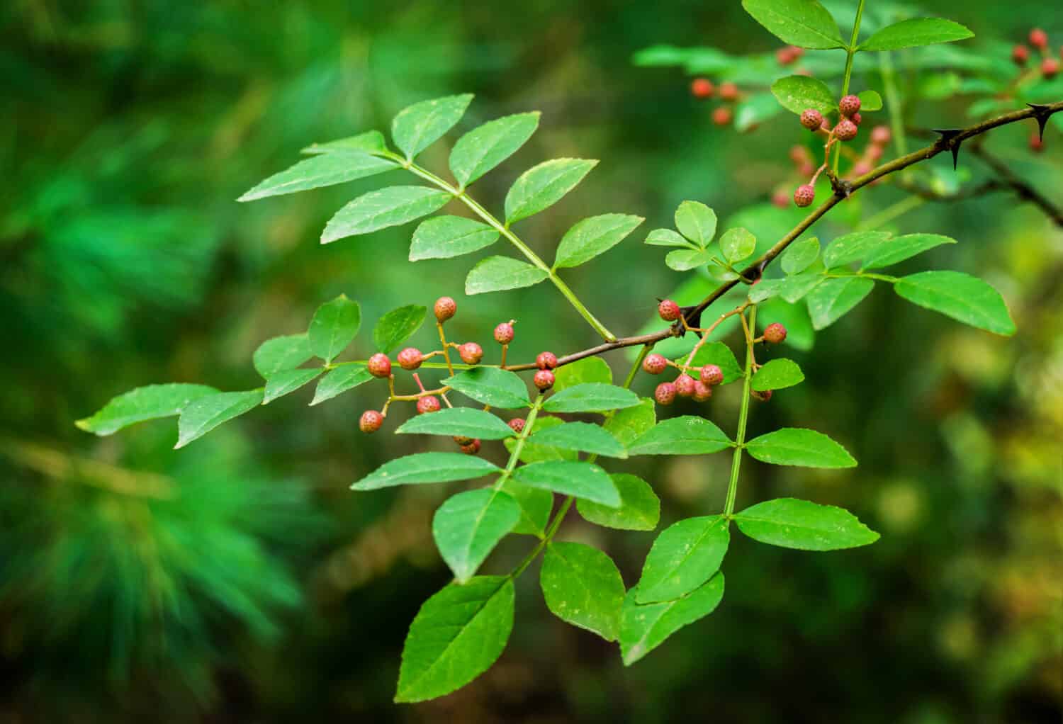 Red fruit of Zanthoxylum americanum, prickly ash, toothache tree, yellow wood, suterberry or Sichuan pepper in autumn garden background. Selective focus.