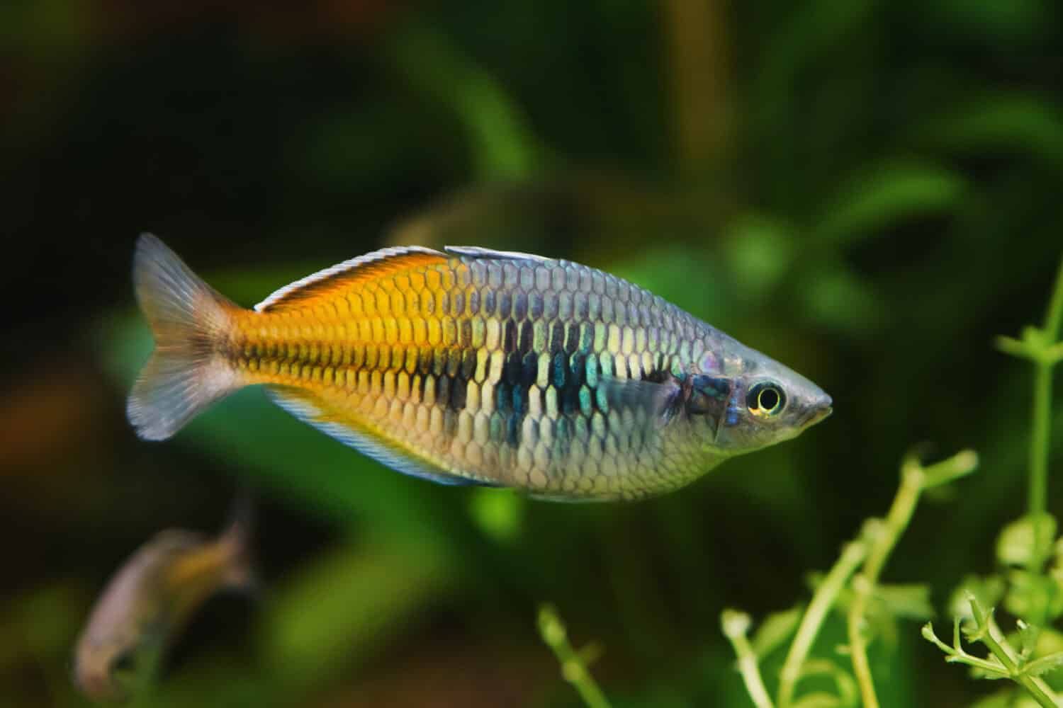 easy to keep adult Boeseman's rainbowfish, Melanotaenia boesemani, endemic of Ayamaru lakes, West Papua, favourite aquarium trade species in freshwater nature aquarium, dark blurred background