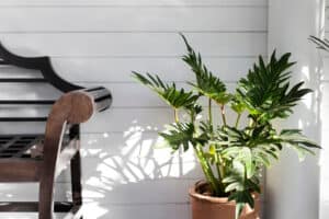 Caring for Your Split Leaf Philodendron: 10 Tips for a Healthy Plant Picture