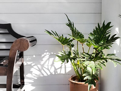 A Caring for Your Split Leaf Philodendron: 10 Tips for a Healthy Plant