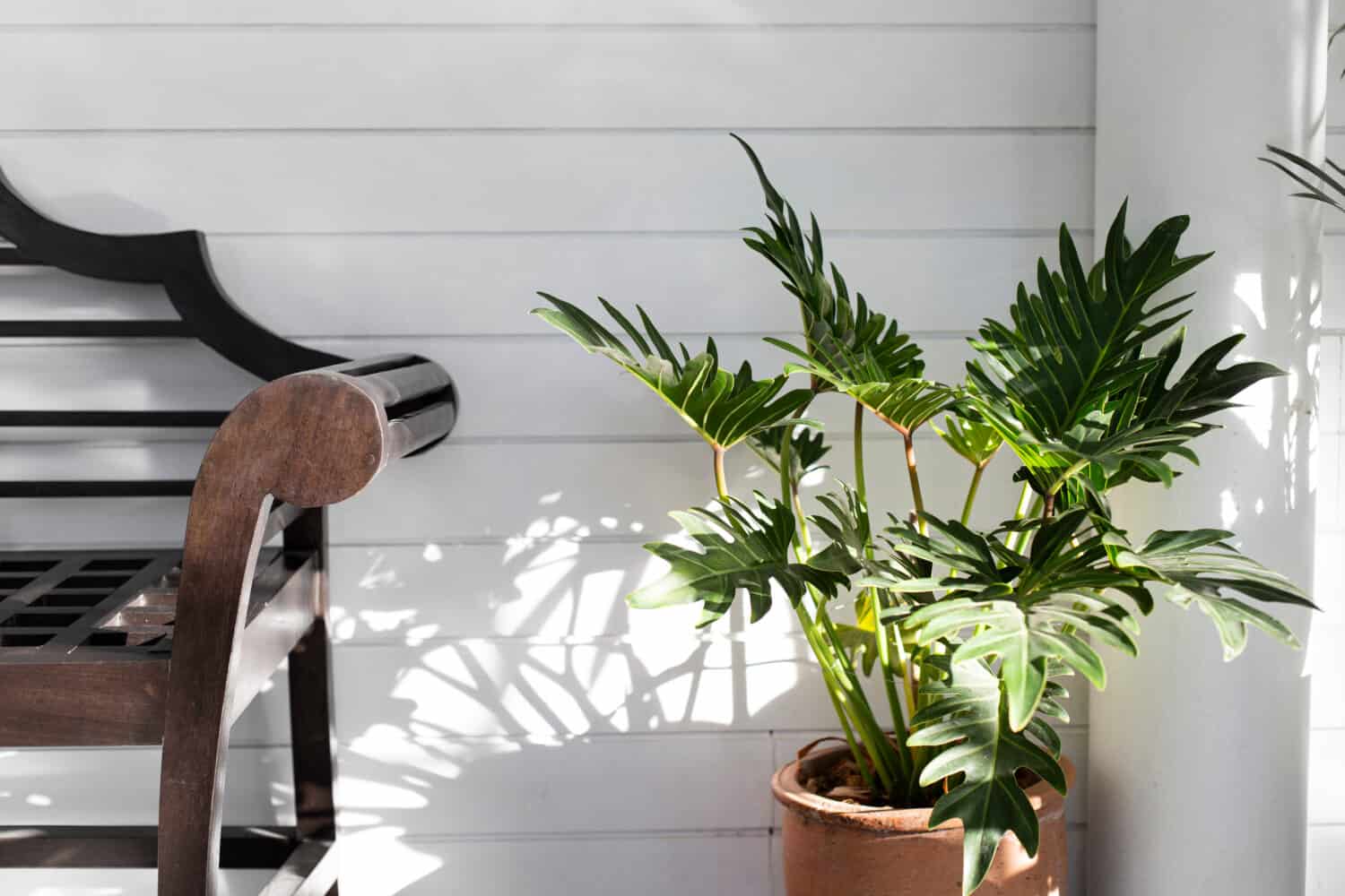 Philodendron xanadu in a pot on white background.