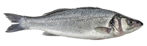 Fish sea bass isolated. Side view