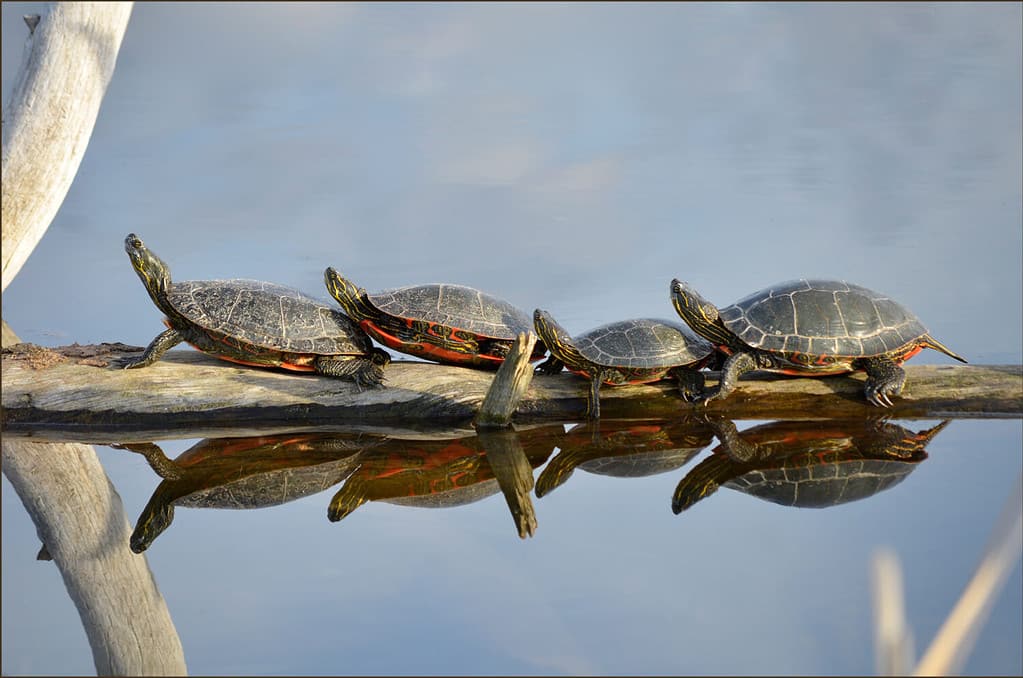 Seeing a turtle in your dream means you'll show patience and strength while taking it slowly.