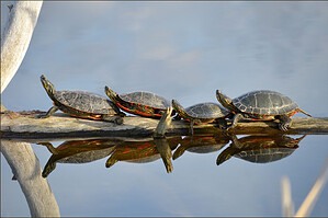 How Do Turtles Communicate? Picture
