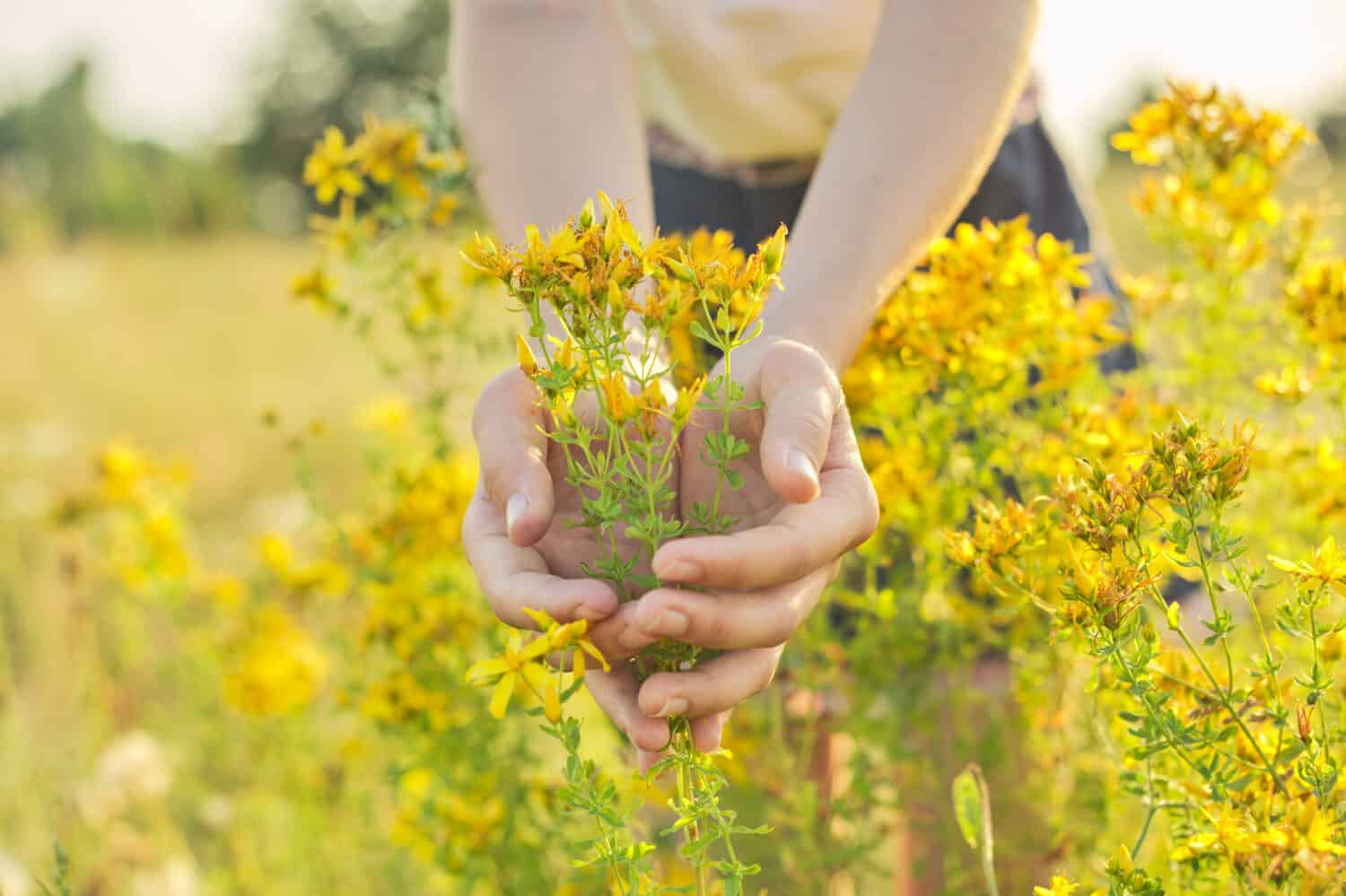 Medicinal herbs growing in wild meadow. Yellow blooming St. John's wort hypericum in girls hand. Natural herbal medicine, ecology, summer season
