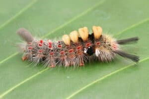 20 Caterpillars Found in Illinois (9 Are Poisonous) Picture