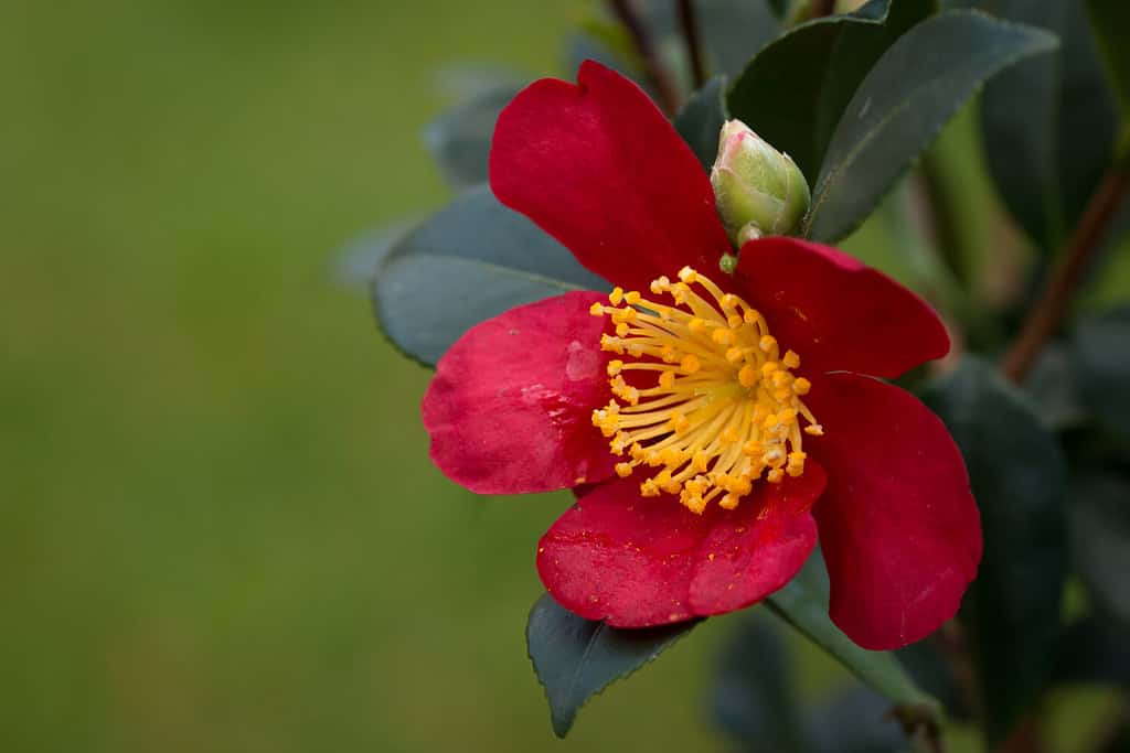 camellia sasanqua red garden plant yuletide