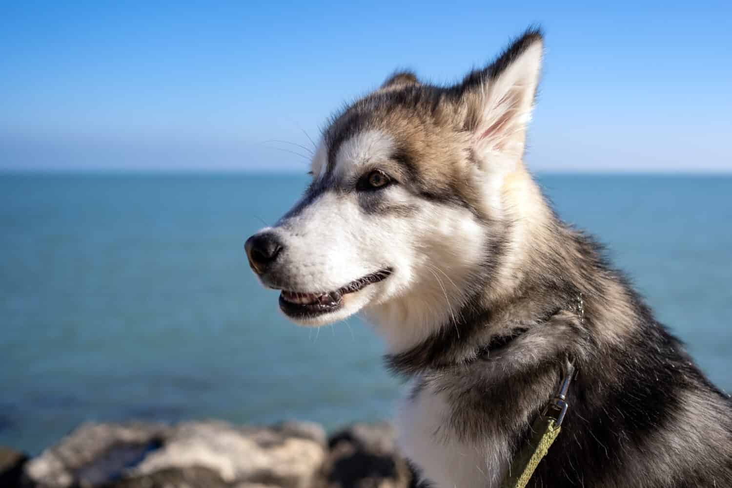 Young six months old Alaskan Malamute dog close up portrait at the sea.