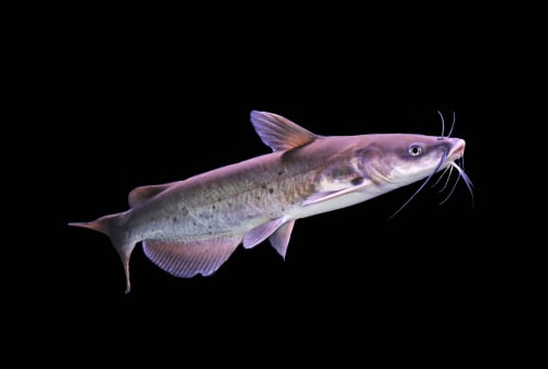 channel catfish on isolated black  background. Ictalurus punctatus is a member of the family Ictaluridae . It is freshwater fish, popularity for food in the United States.