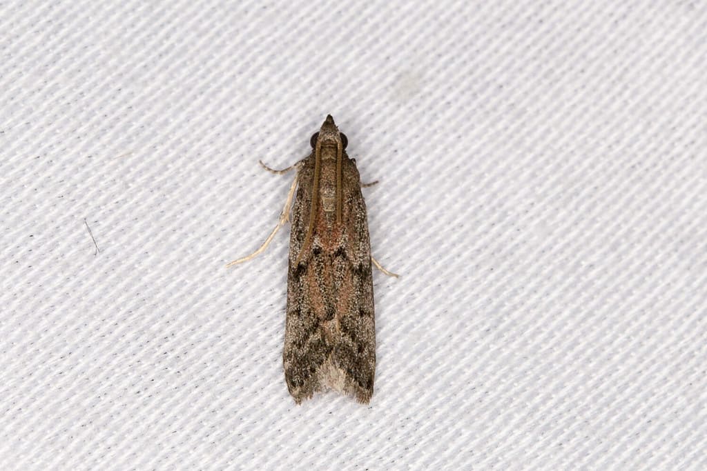 American Wax Moth - Hodges#6007 (Vitula edmandsii)