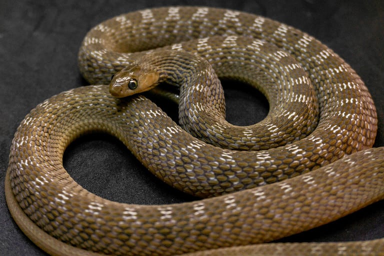Close up footage of egg eating snake (Dasypeltis gansi) in defensive posture