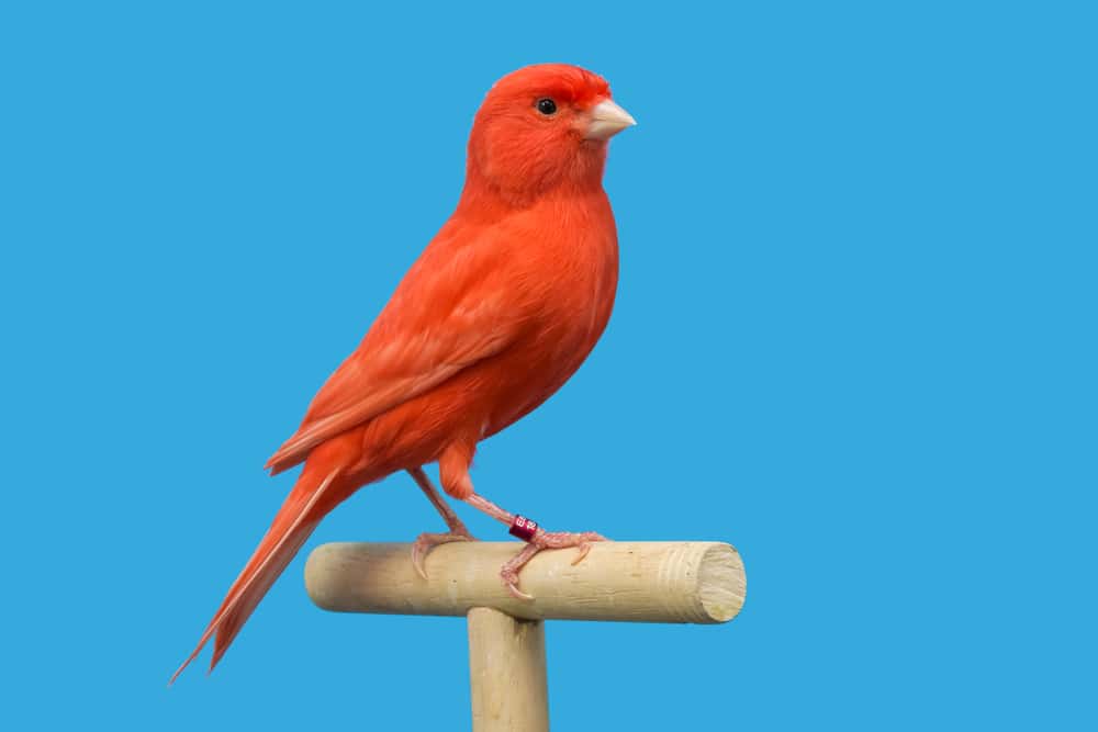 Red canary perched in softbox