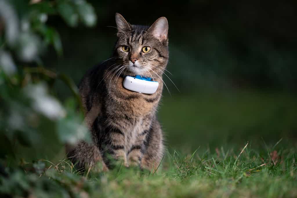 tabby domestic shorthair cat outdoors in nature wearing gps tracker attached to collar observing the garden at night