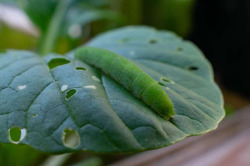 Cabbage worm caterpillar pest eating a spinach leaf