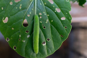 Over 50 Caterpillars Found in Colorado (6 Are Poisonous) - A-Z Animals