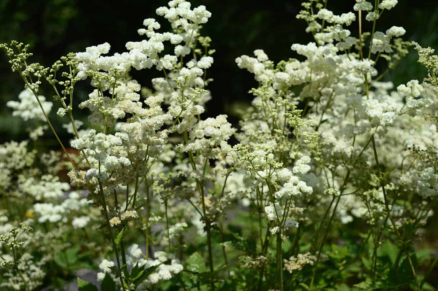 Closeup filipendula ulmaria - very ornamental plant with blurred background in damp meadow